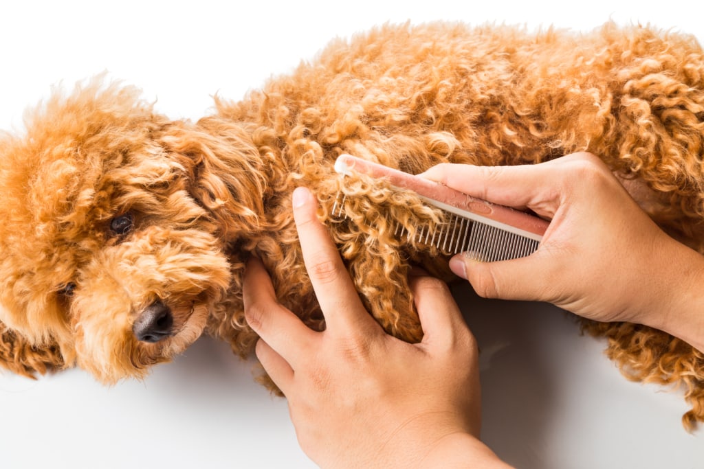 Close up of dog fur combing and detangling during grooming