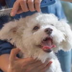 Why should you visit a professional dog groomer