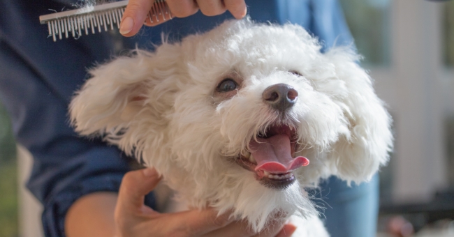 Why should you visit a professional dog groomer
