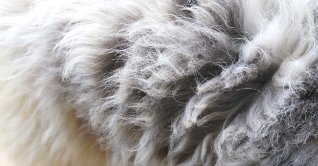 Matted Dog Fur